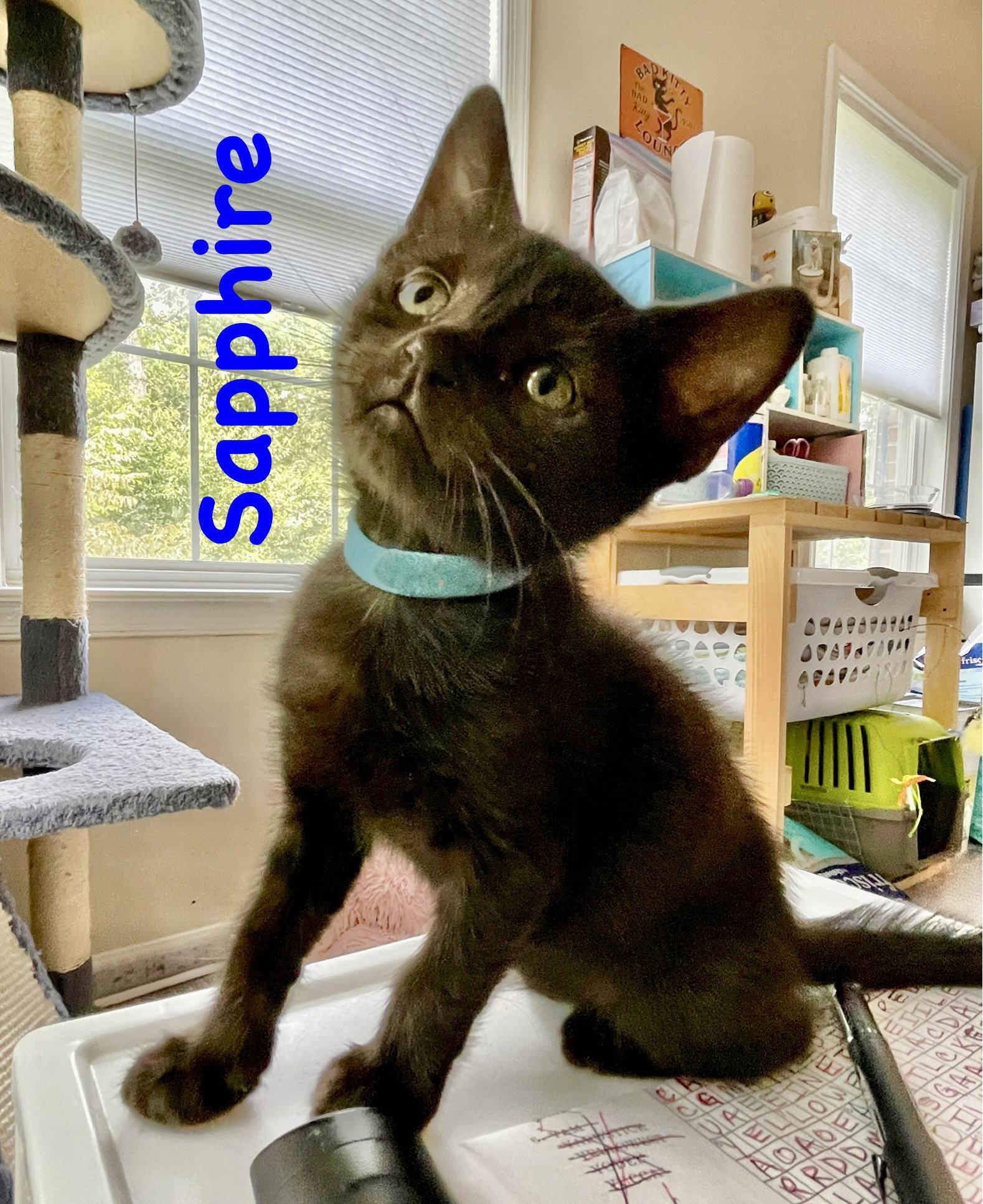 Sapphire, a Adoptable Domestic Short Hair in Reston, VA image 2/3