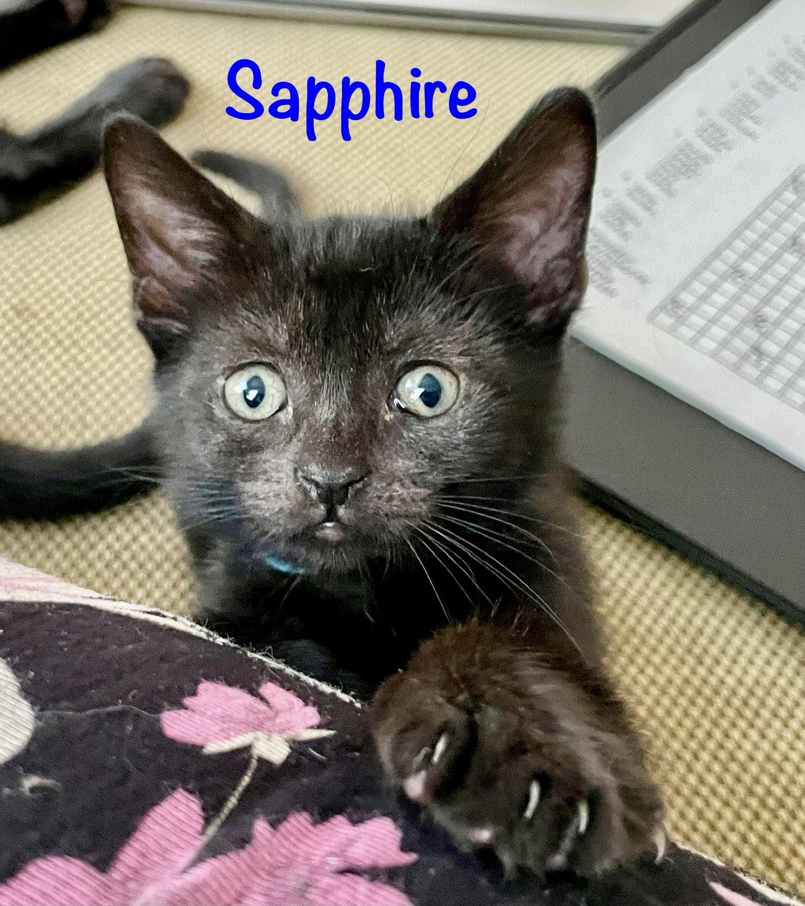 Sapphire, a Adoptable Domestic Short Hair in Reston, VA image 3/3