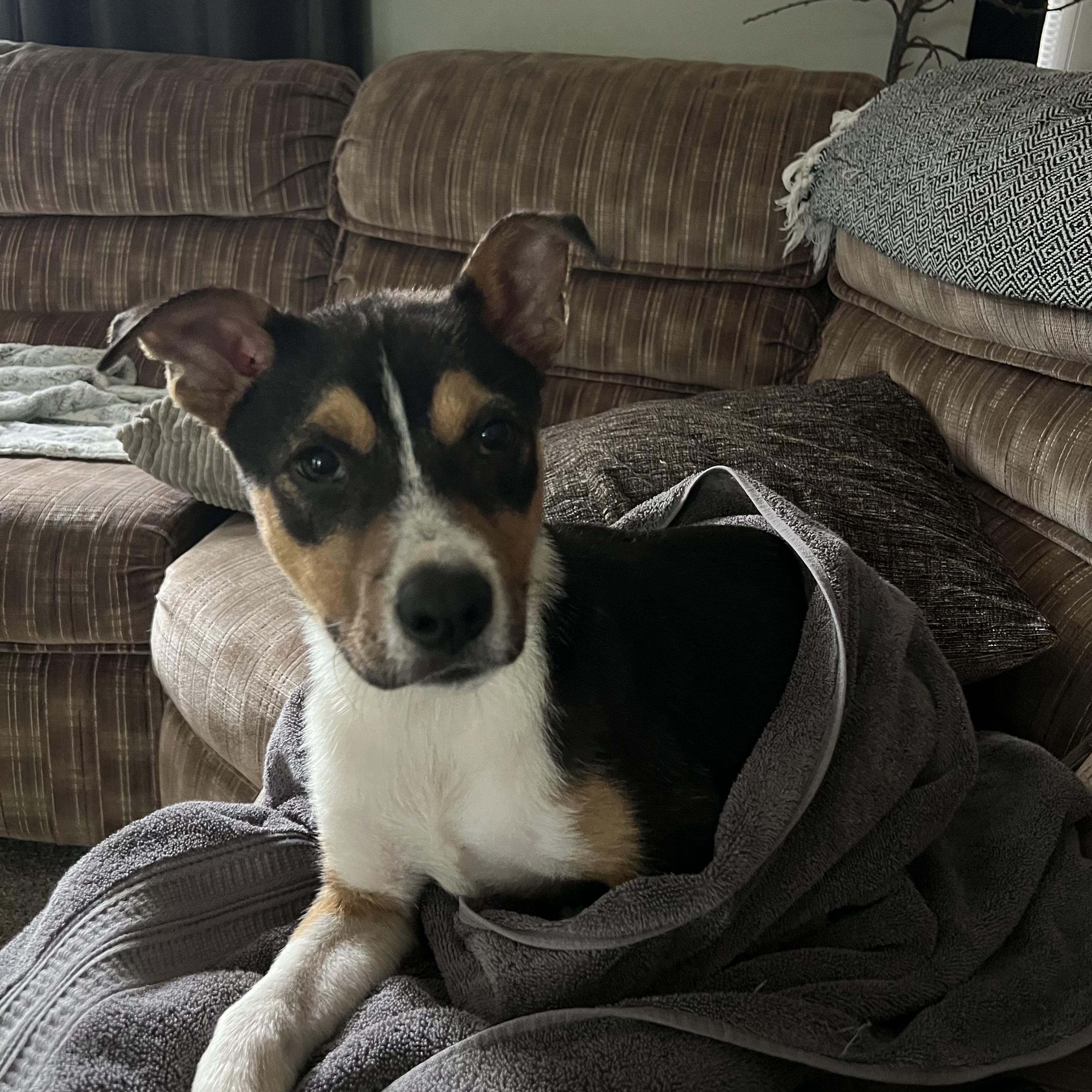 Carr, an adopted Mixed Breed in Holmen, WI image 6/6
