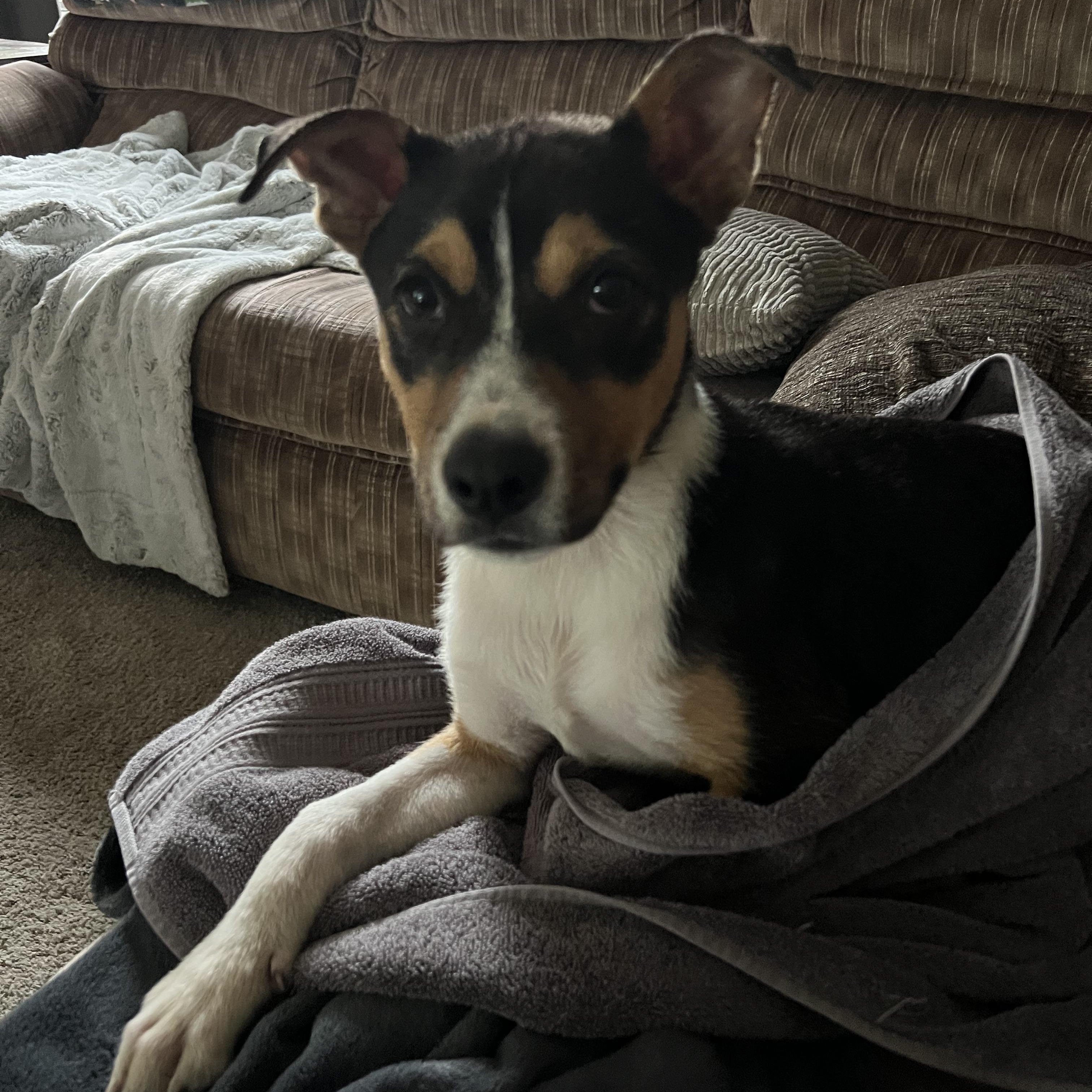 Carr, an adopted Mixed Breed in Holmen, WI image 5/6