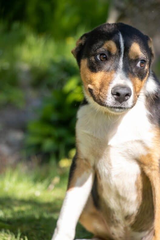 Carr, adopted, Young Male Mixed Breed.