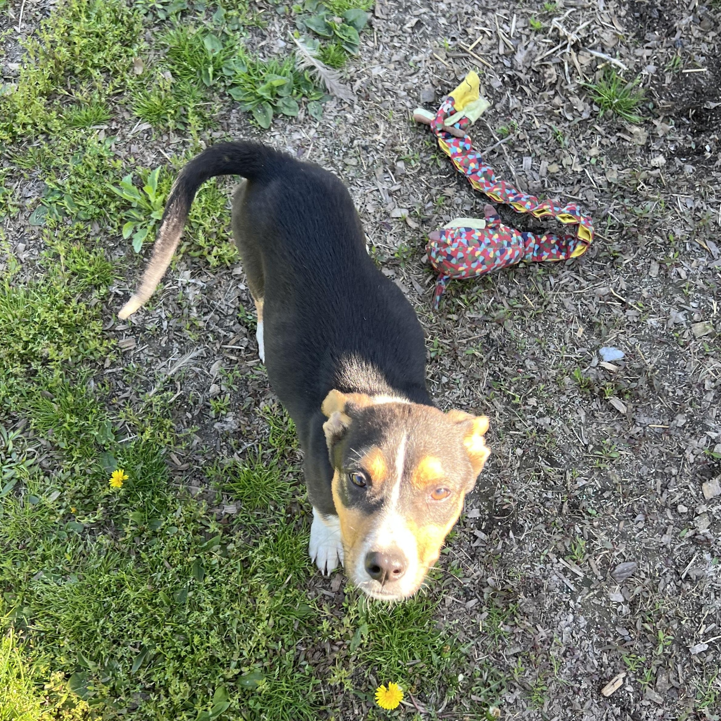 Carr, an adopted Mixed Breed in Holmen, WI image 3/6
