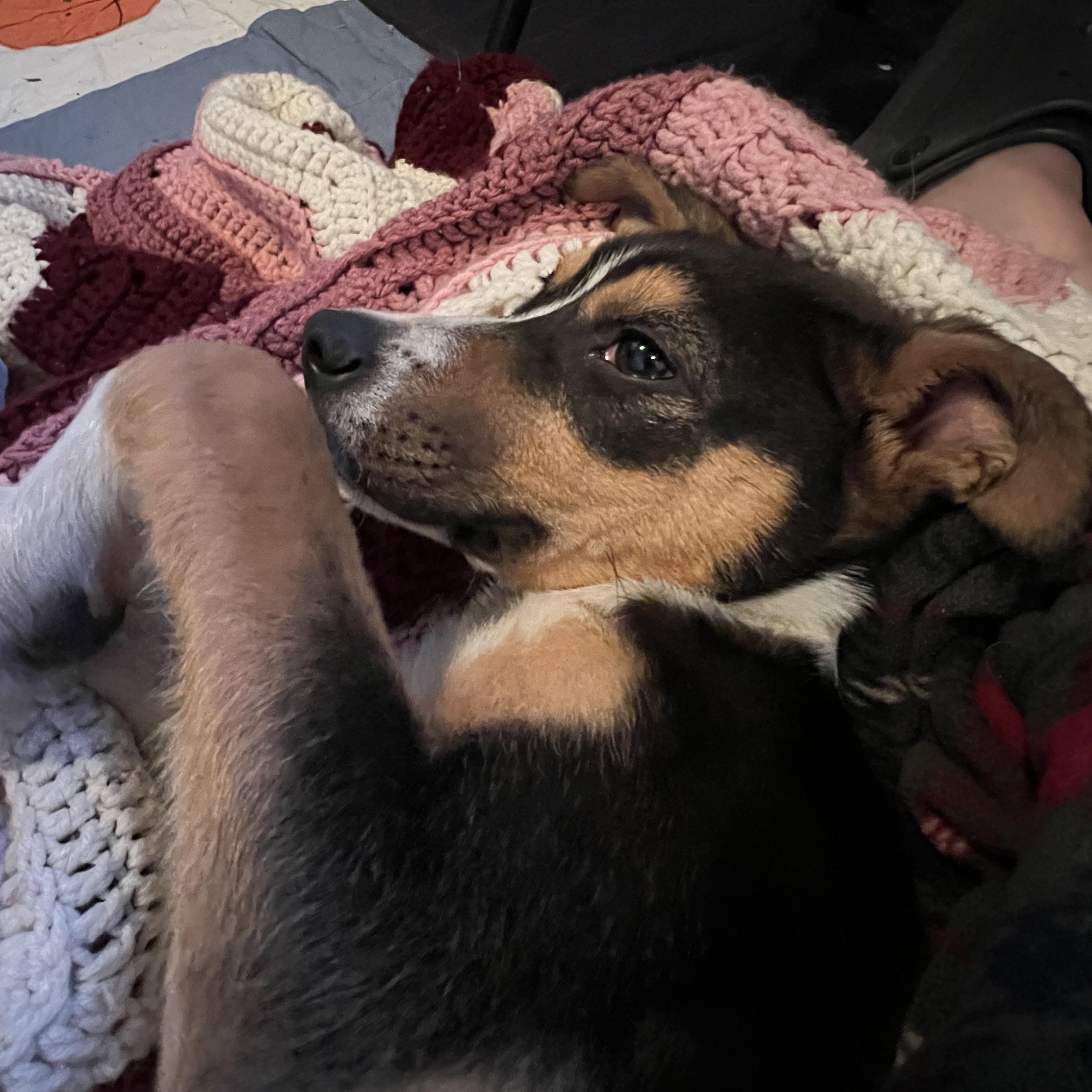 Carr, an adopted Mixed Breed in Holmen, WI image 4/6