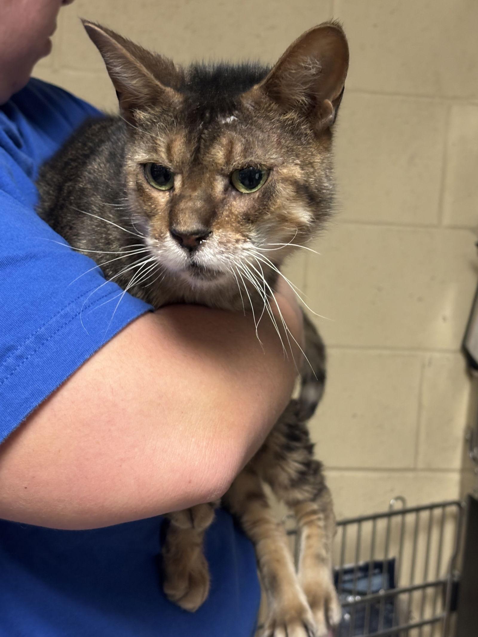 Maverick thumbnail 2