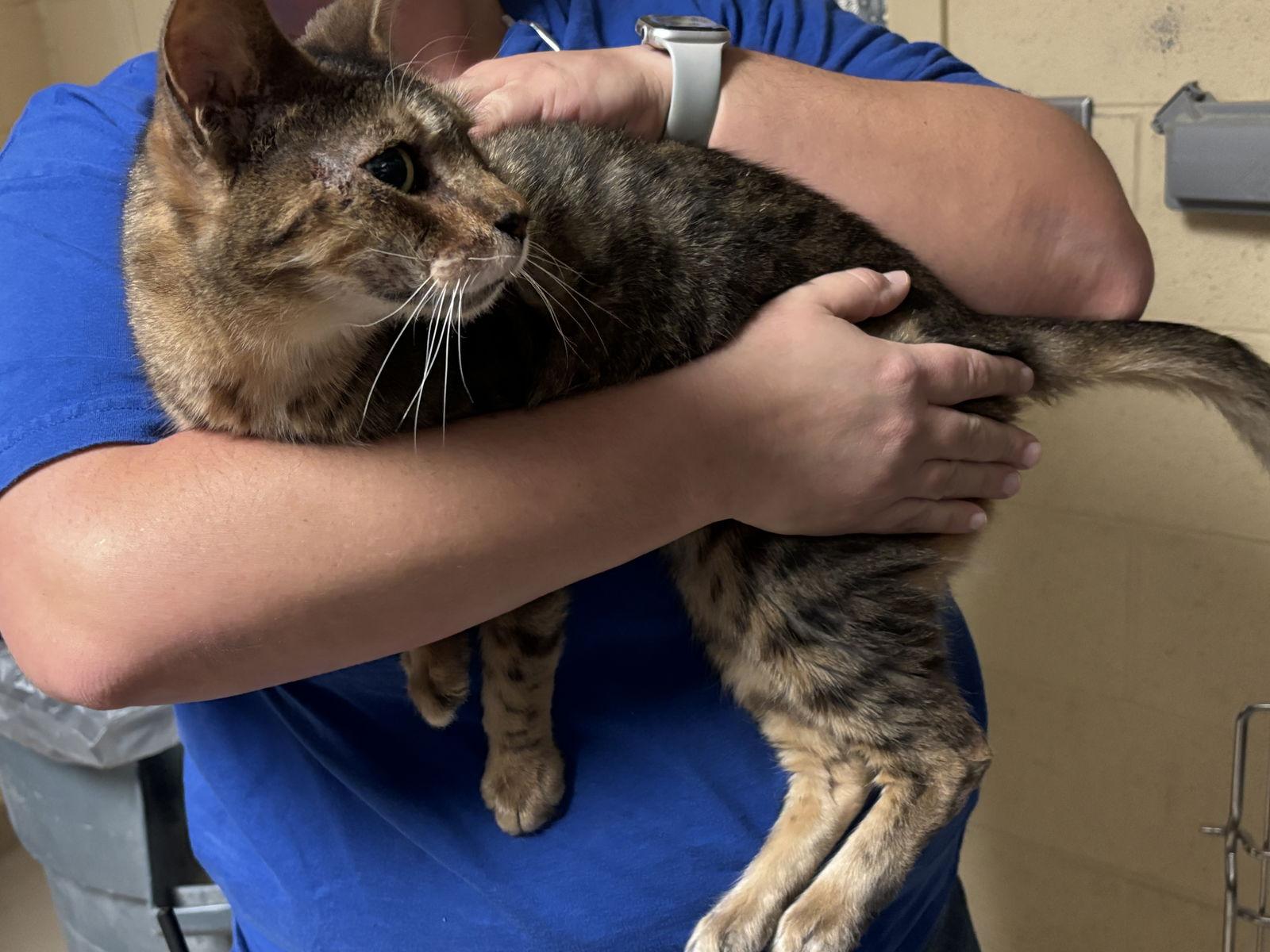 Maverick thumbnail 3