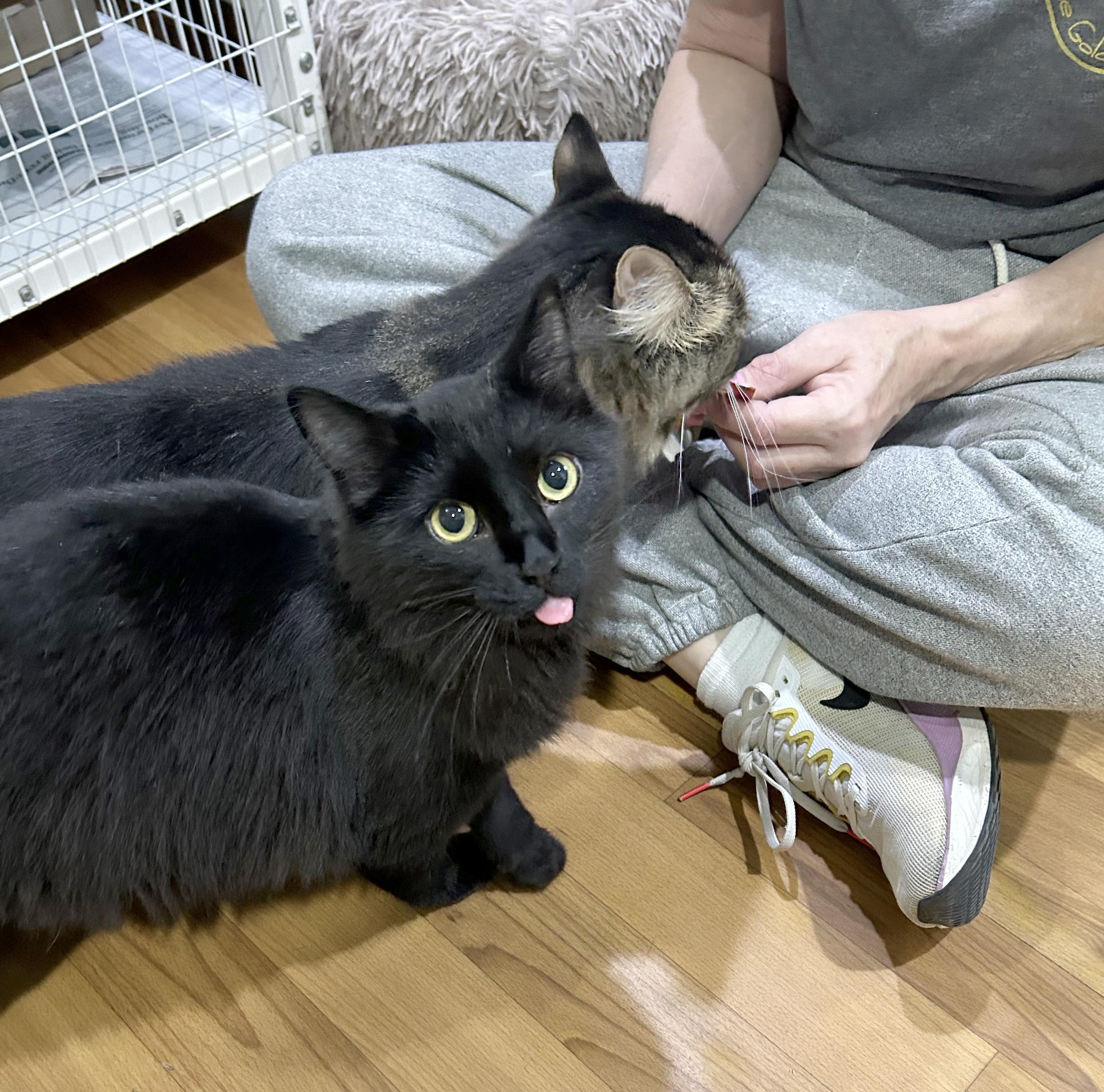 Enlarge Big Q & Q Tea, an adoptable Domestic Medium Hair in Parkville, MO image 5/6