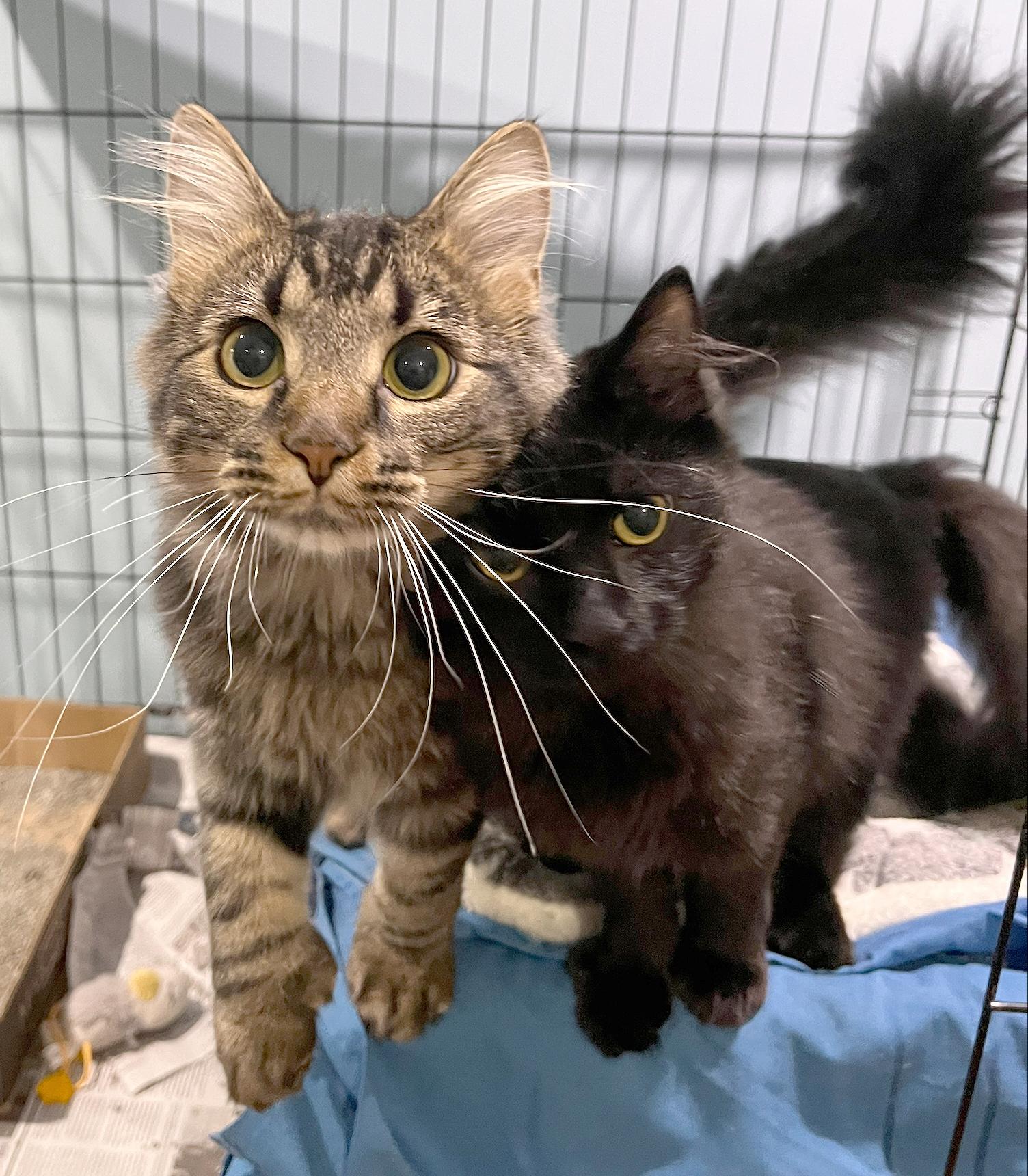 Big Q & Q Tea, adoptable, Kitten Male Domestic Medium Hair.