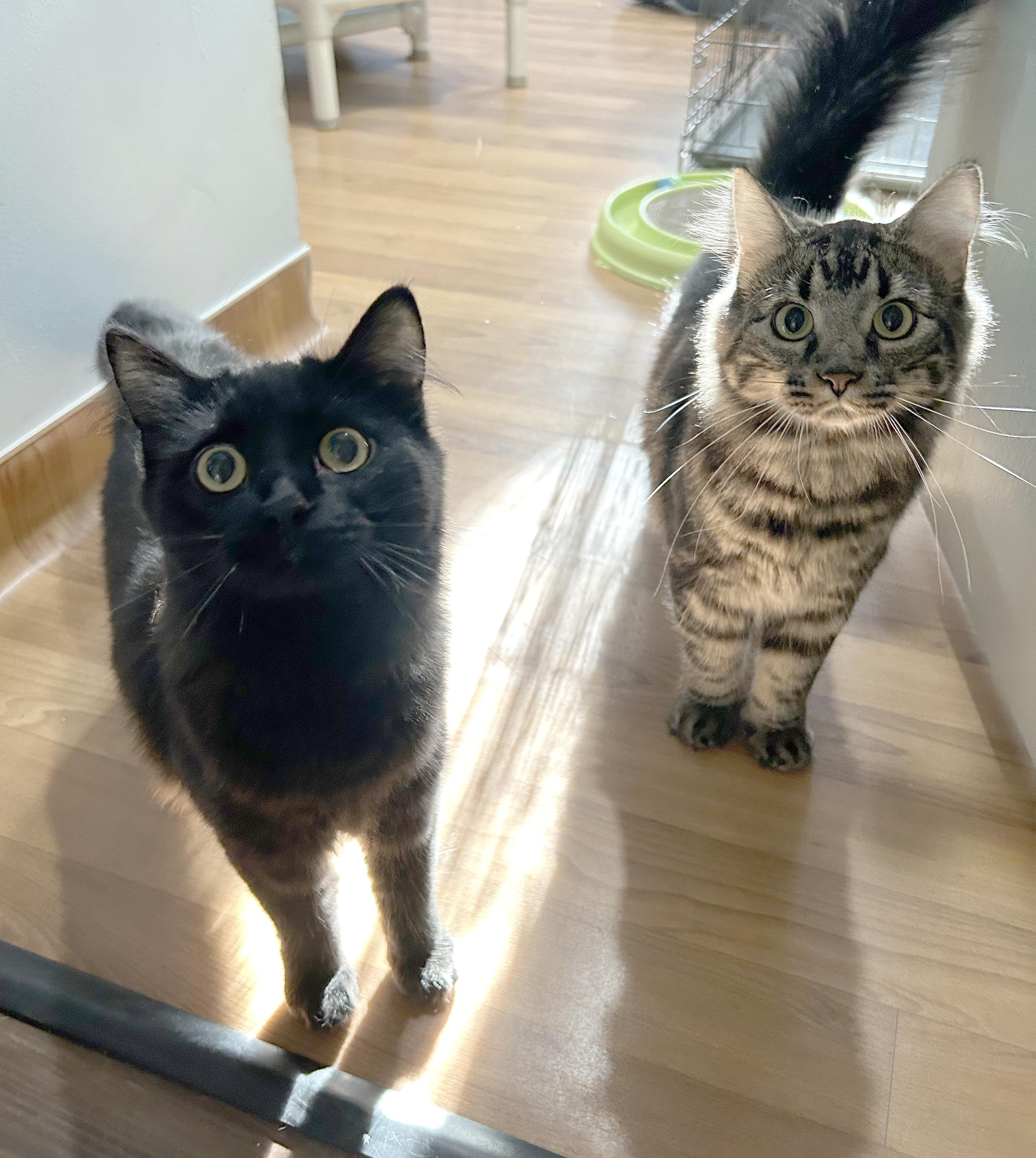 Enlarge Big Q & Q Tea, an adoptable Domestic Medium Hair in Parkville, MO image 6/6