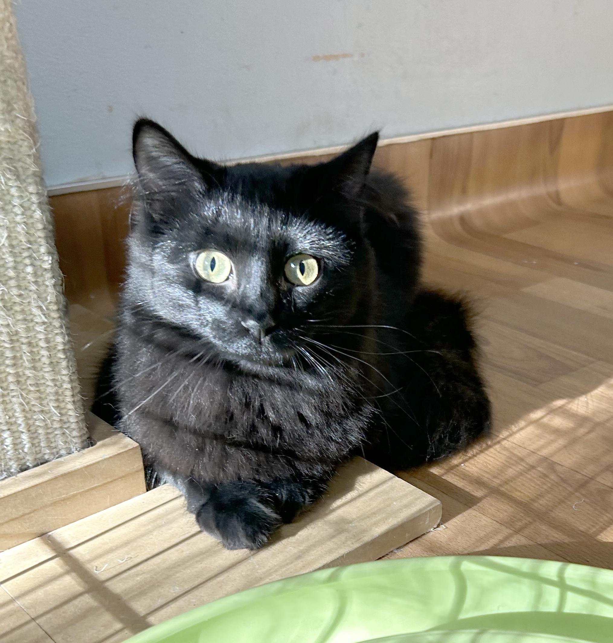 Enlarge Big Q & Q Tea, an adoptable Domestic Medium Hair in Parkville, MO image 4/6