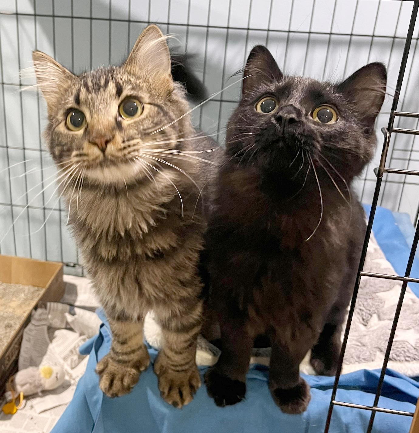 Enlarge Big Q & Q Tea, an adoptable Domestic Medium Hair in Parkville, MO image 3/6