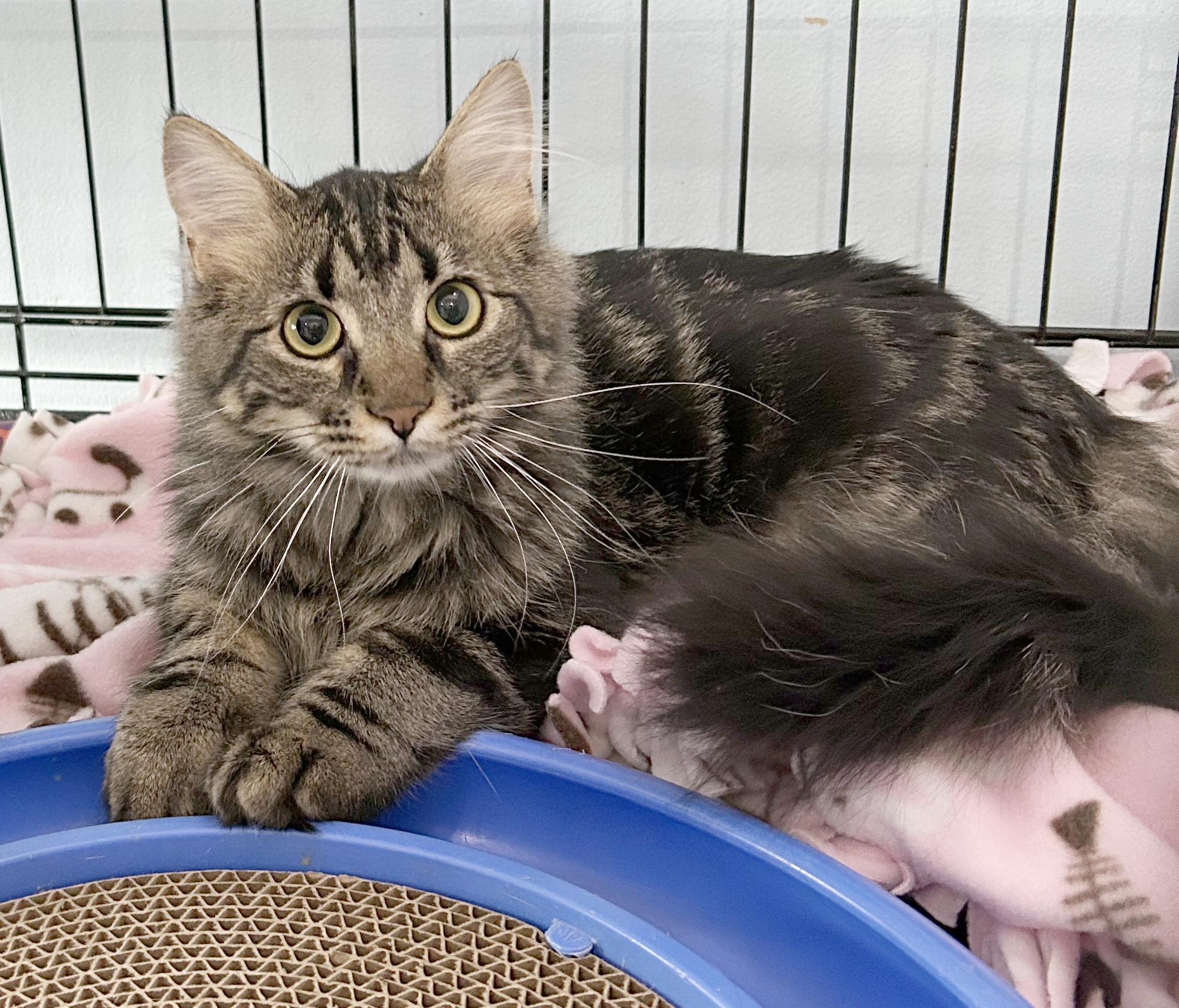 Enlarge Big Q & Q Tea, an adoptable Domestic Medium Hair in Parkville, MO image 4/6