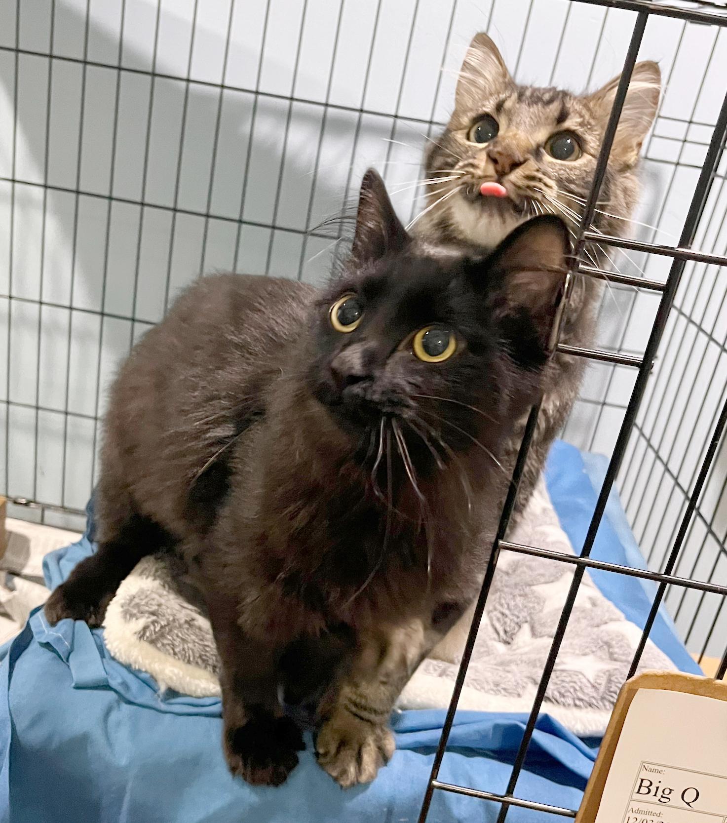 Enlarge Big Q & Q Tea, an adoptable Domestic Medium Hair in Parkville, MO image 2/6