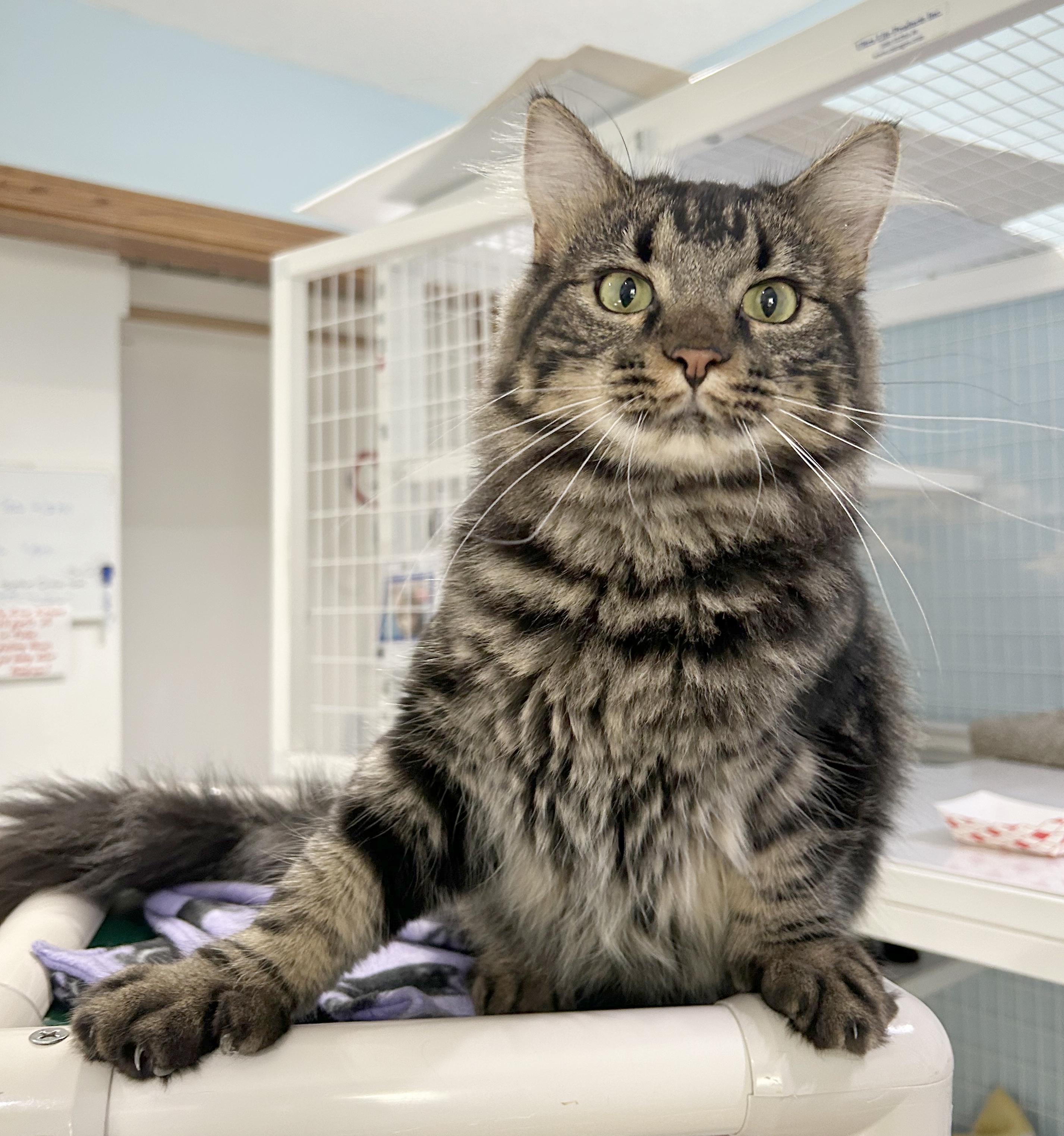 Enlarge Big Q & Q Tea, an adoptable Domestic Medium Hair in Parkville, MO image 3/6