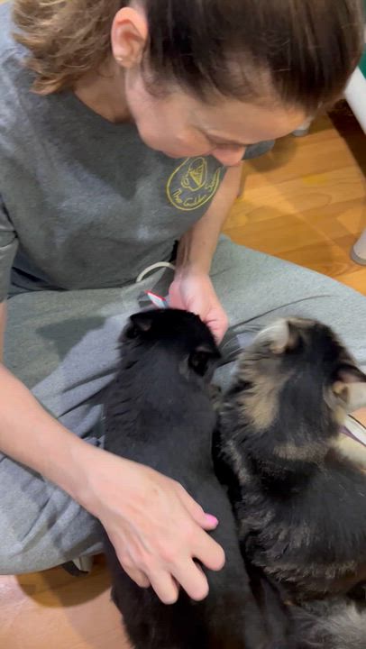 Enlarge Big Q & Q Tea, an adoptable Domestic Medium Hair in Parkville, MO video 6/6