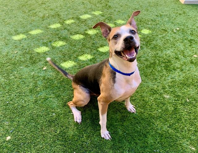 PARTRIDGE, Adoptable, Adult Male Pit Bull Terrier & Mixed Breed.