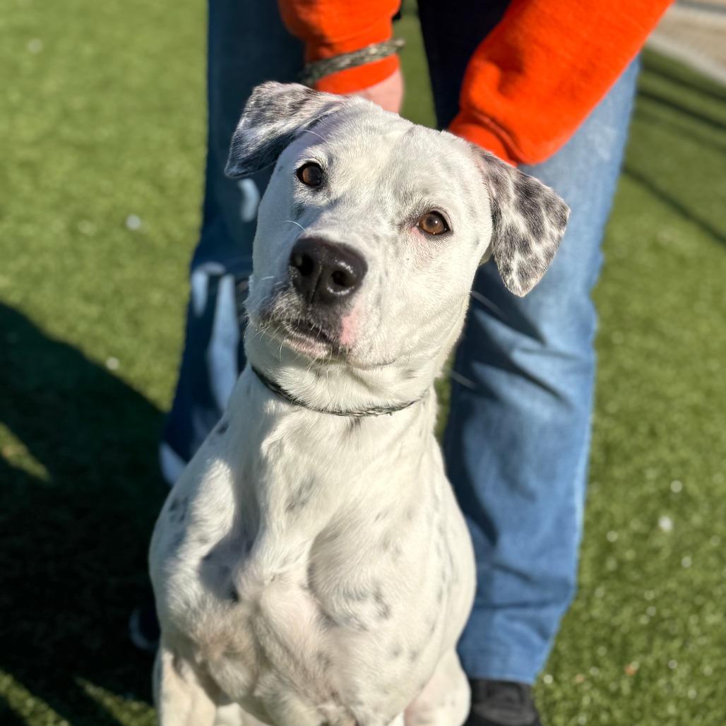 Molly, a Adoptable mixed breed in Nashville, IN image 3/6