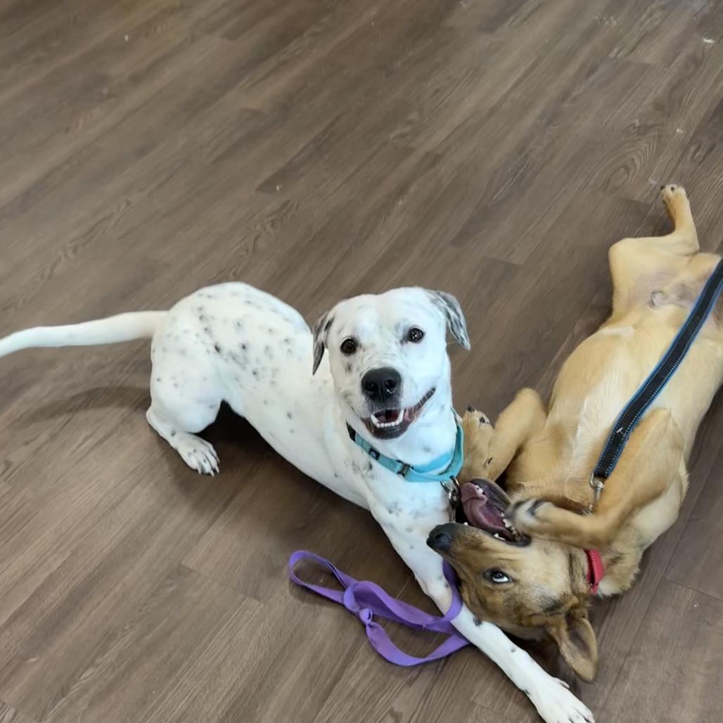 Molly, a Adoptable mixed breed in Nashville, IN image 4/6