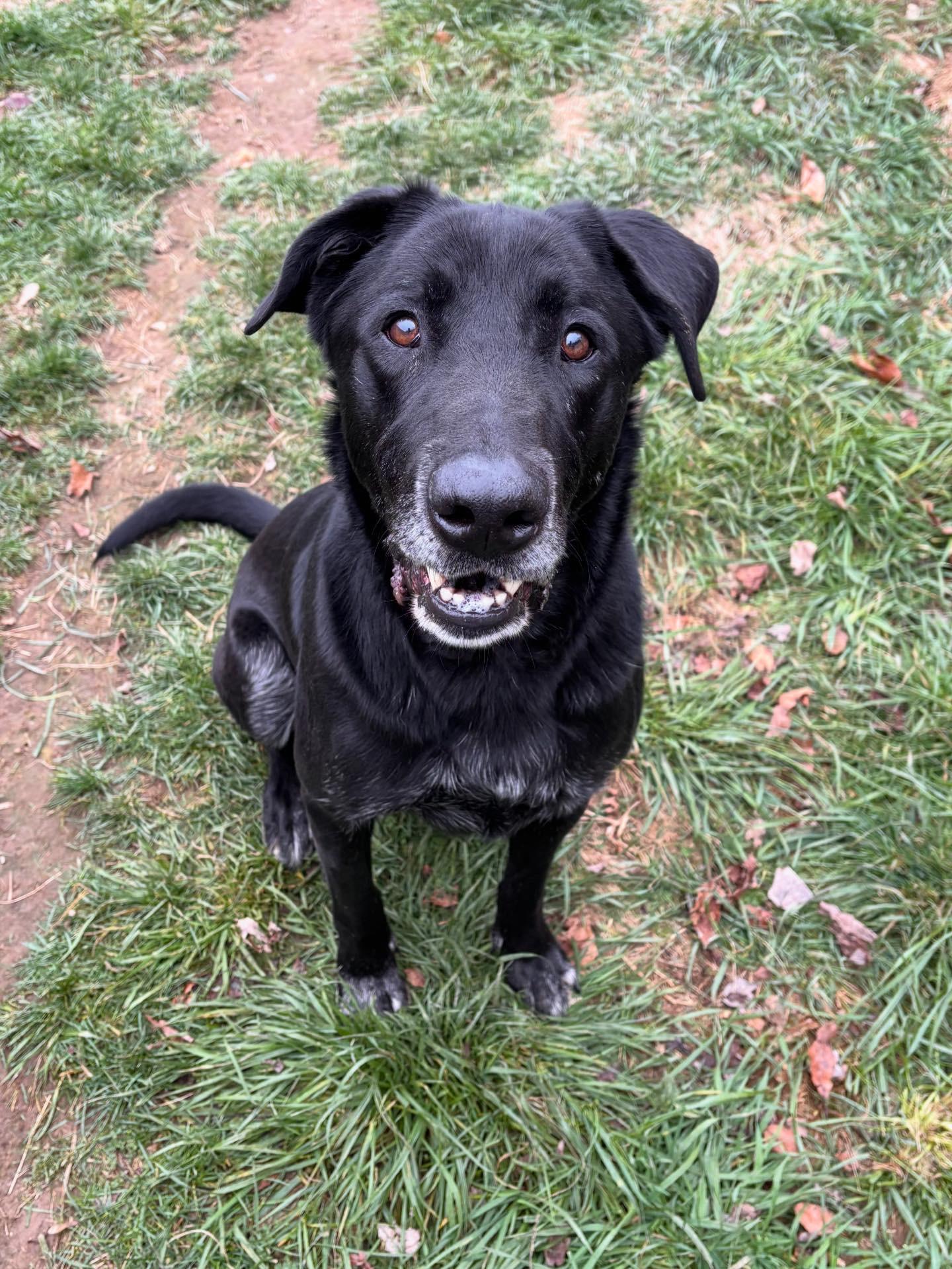 Oakley, Adoptable, Adult Male Black Labrador Retriever.