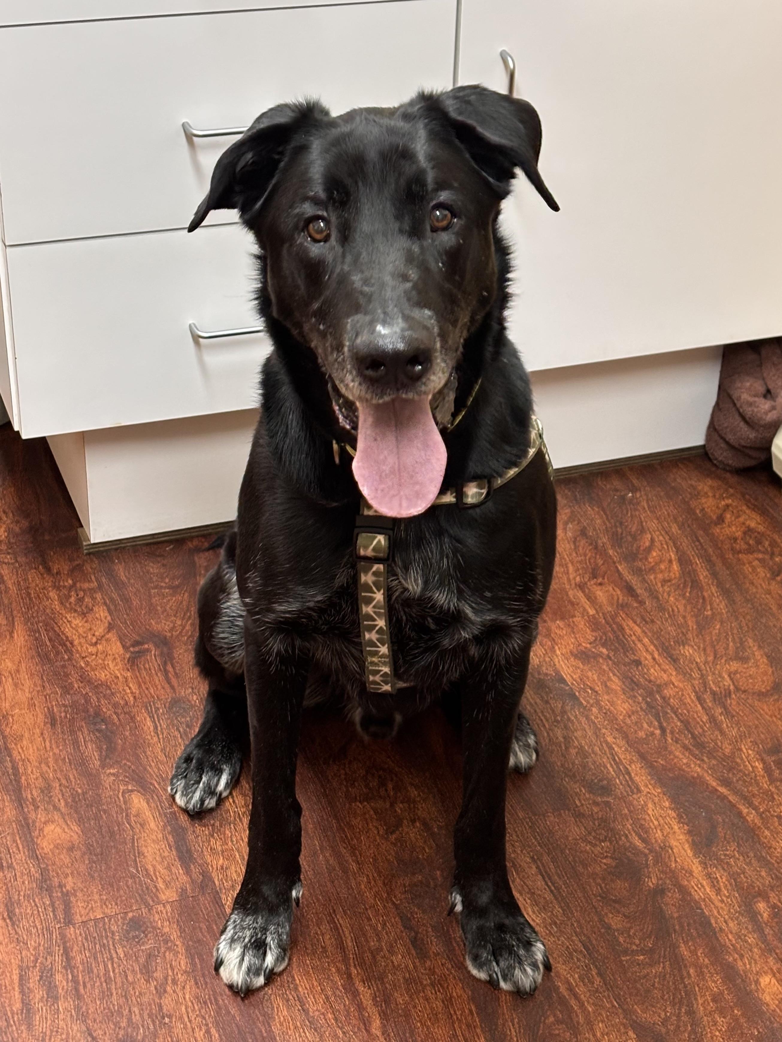 Oakley, a Adoptable mixed breed image 2/4