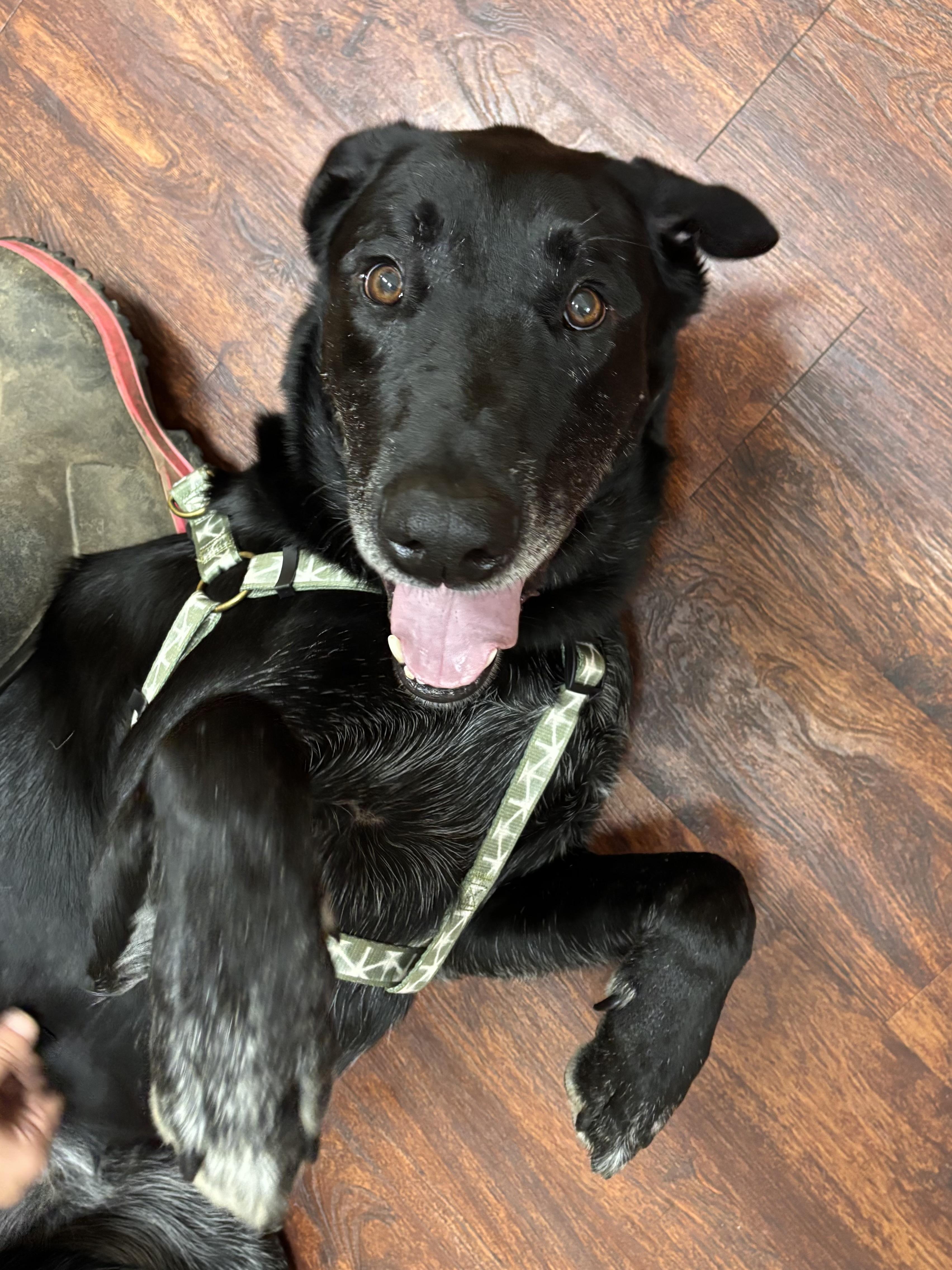 Oakley, Adoptable, Adult Male Black Labrador Retriever.
