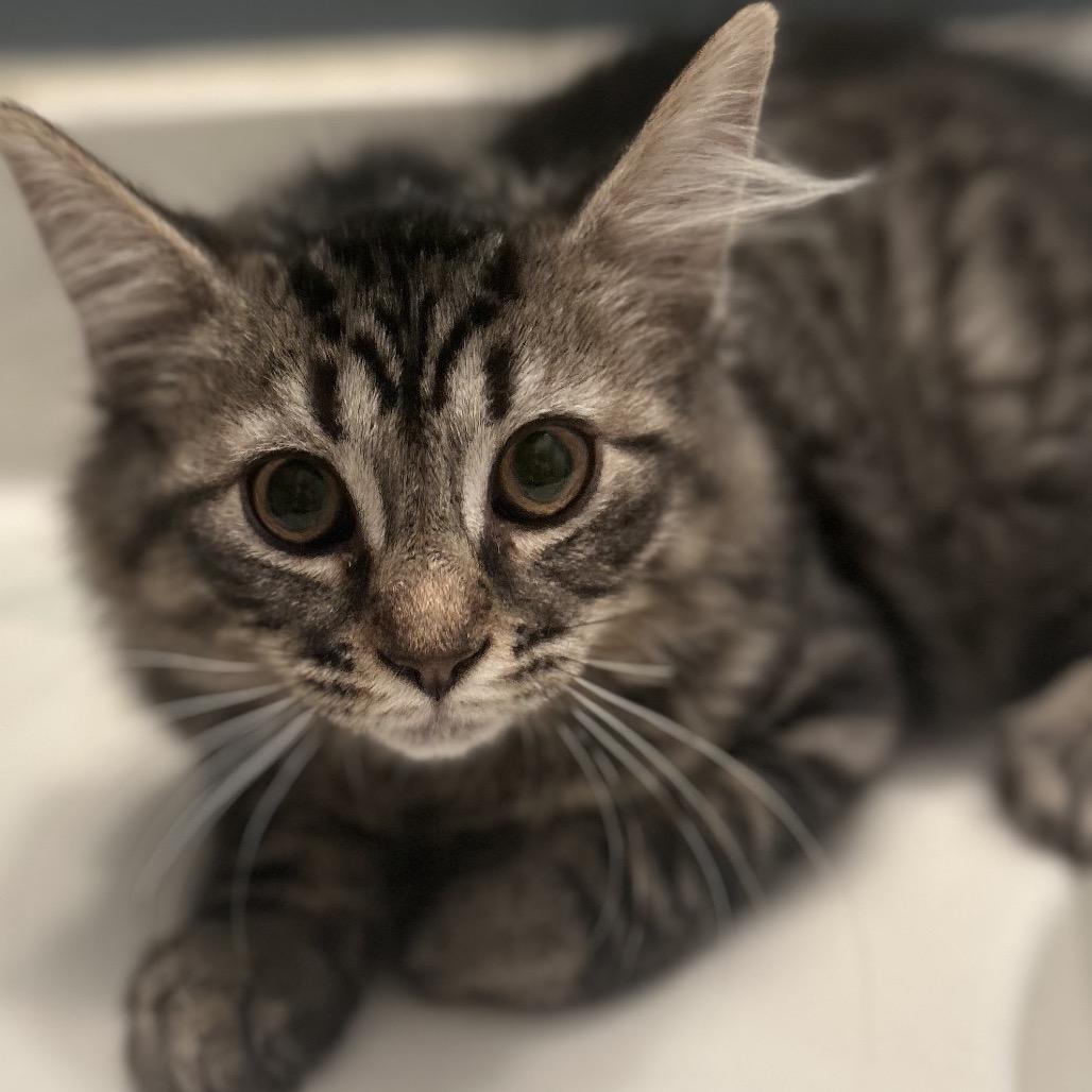 Enlarge Montgomery (aka Monty), a Adoptable Domestic Long Hair in Philadelphia, PA image 1/1