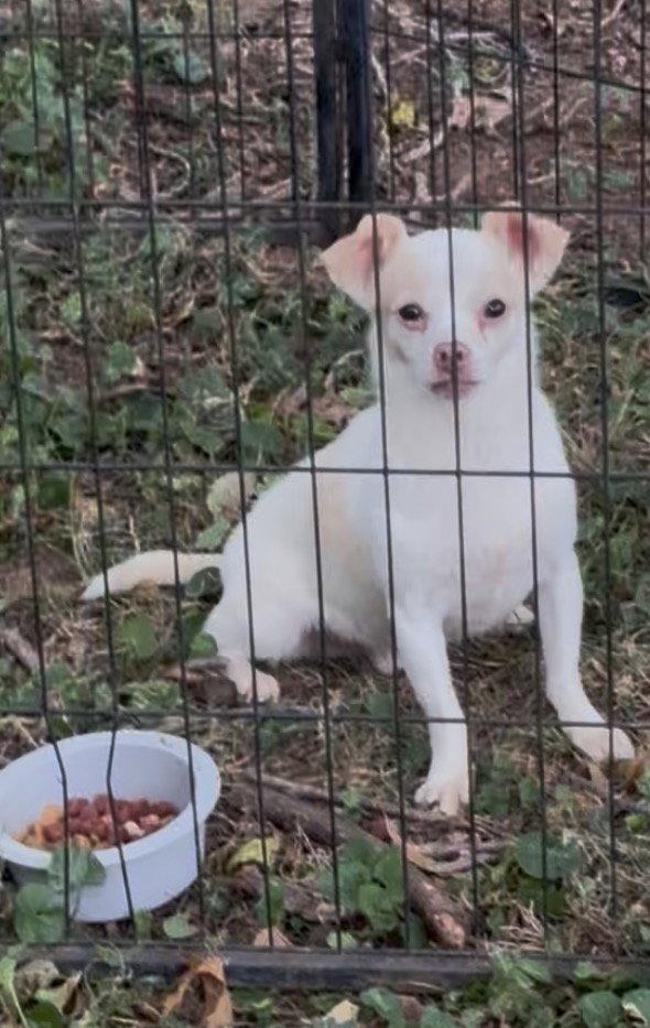 Enlarge Casper, a Adoptable mixed breed in Forest, VA image 1/2
