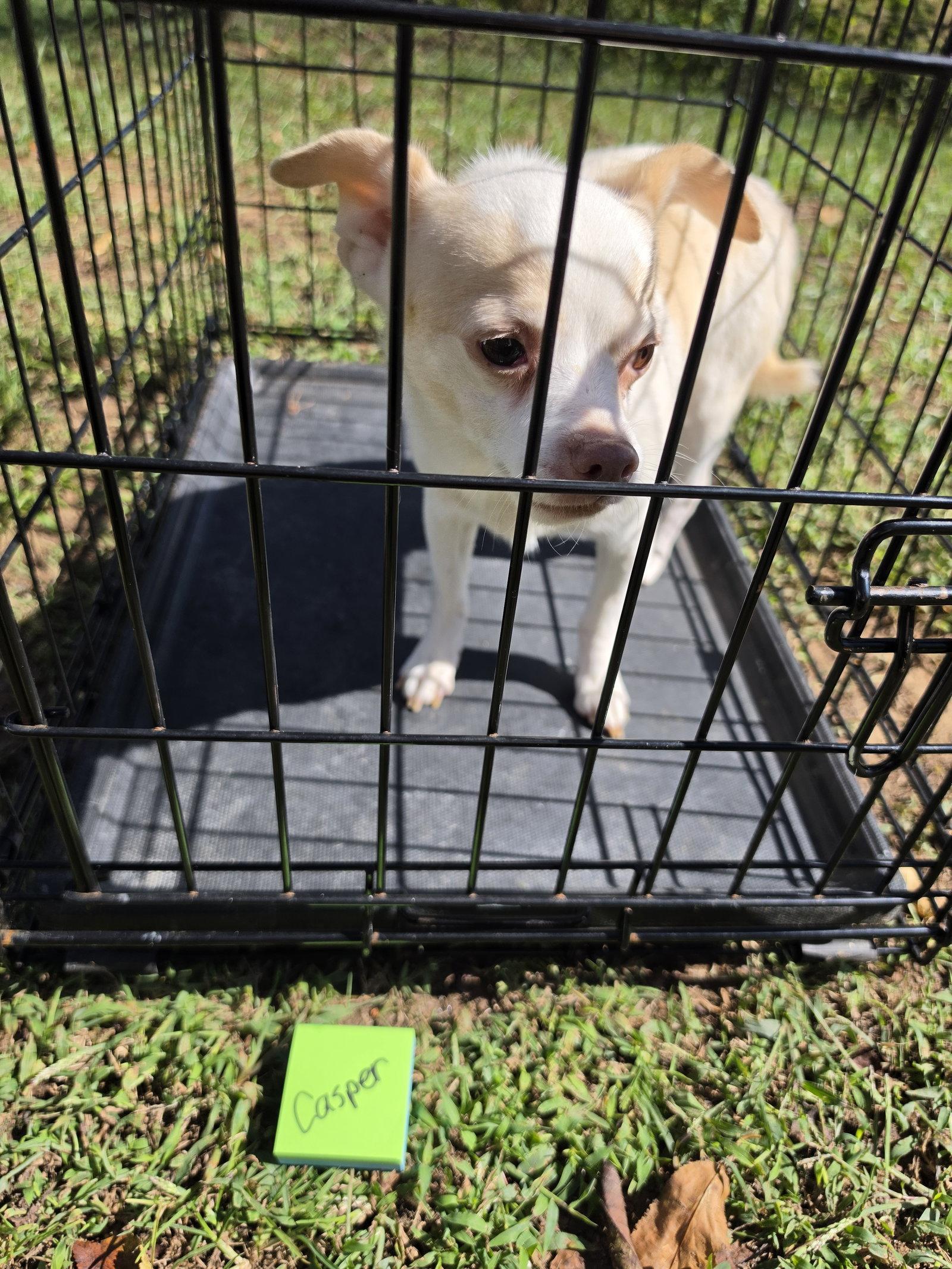 Enlarge Casper, a Adoptable mixed breed in Forest, VA image 2/2