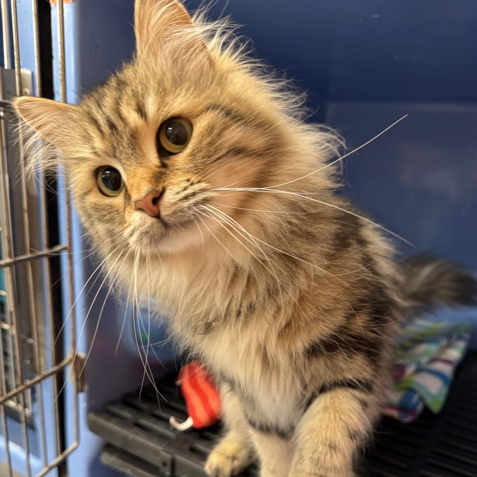 Milo, Adopted, Adult Female Siberian & Domestic Long Hair.