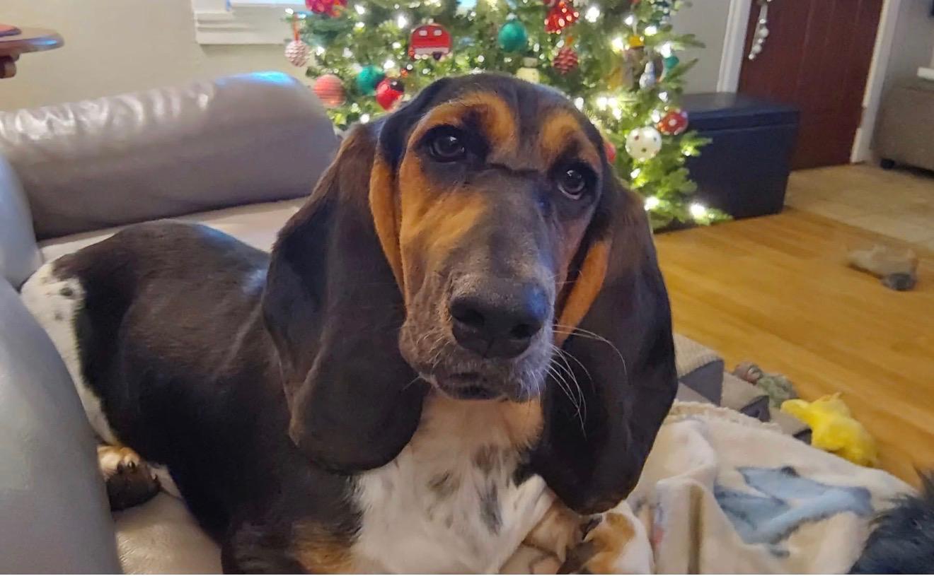 Sally, Adopted, Young Female Basset Hound.