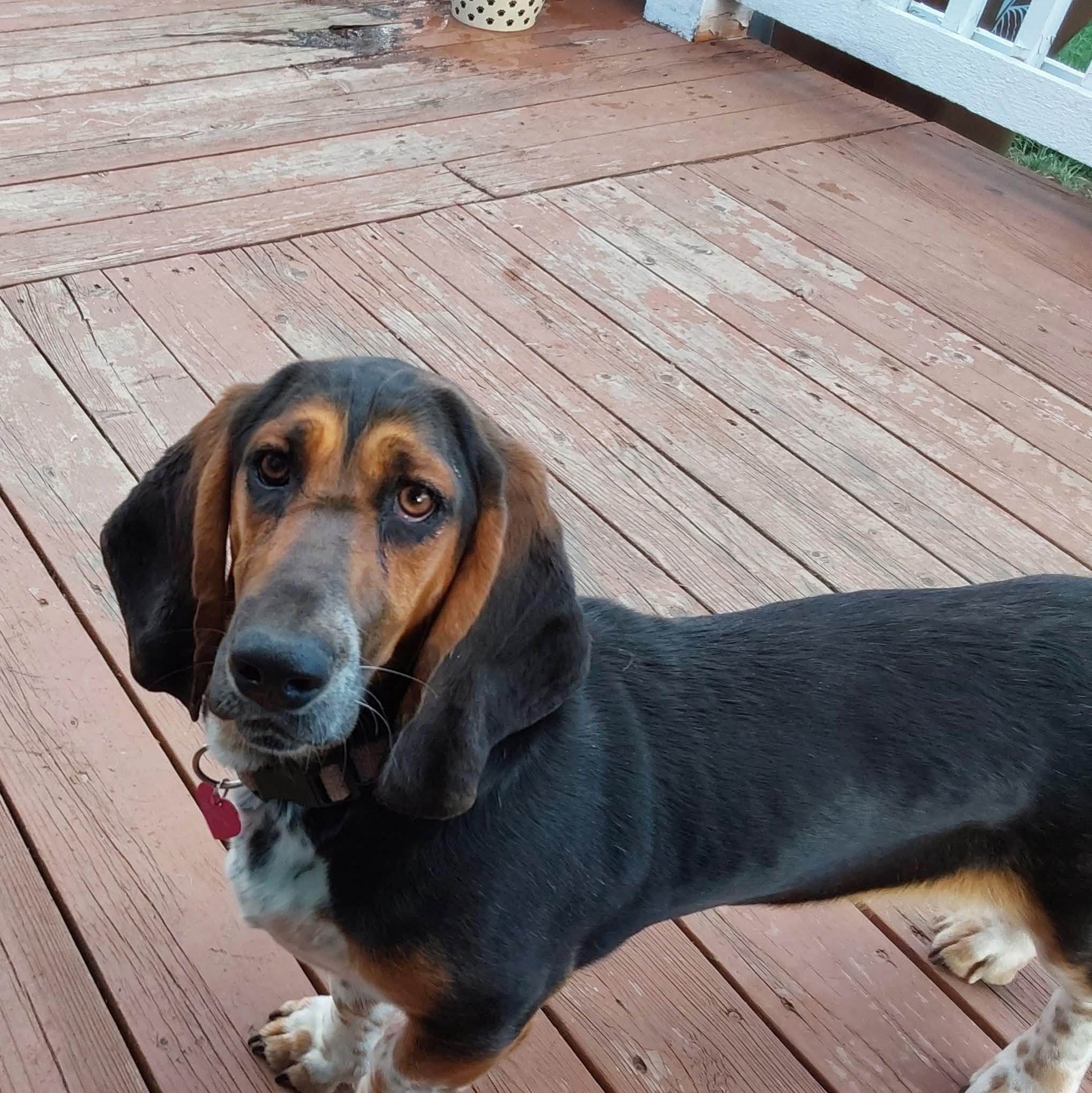 Enlarge Sally, a Adopted Basset Hound in Spokane, WA image 2/3