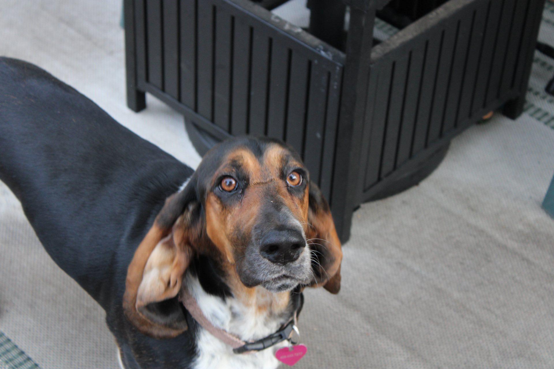 Enlarge Sally, a Adopted Basset Hound in Spokane, WA image 3/3