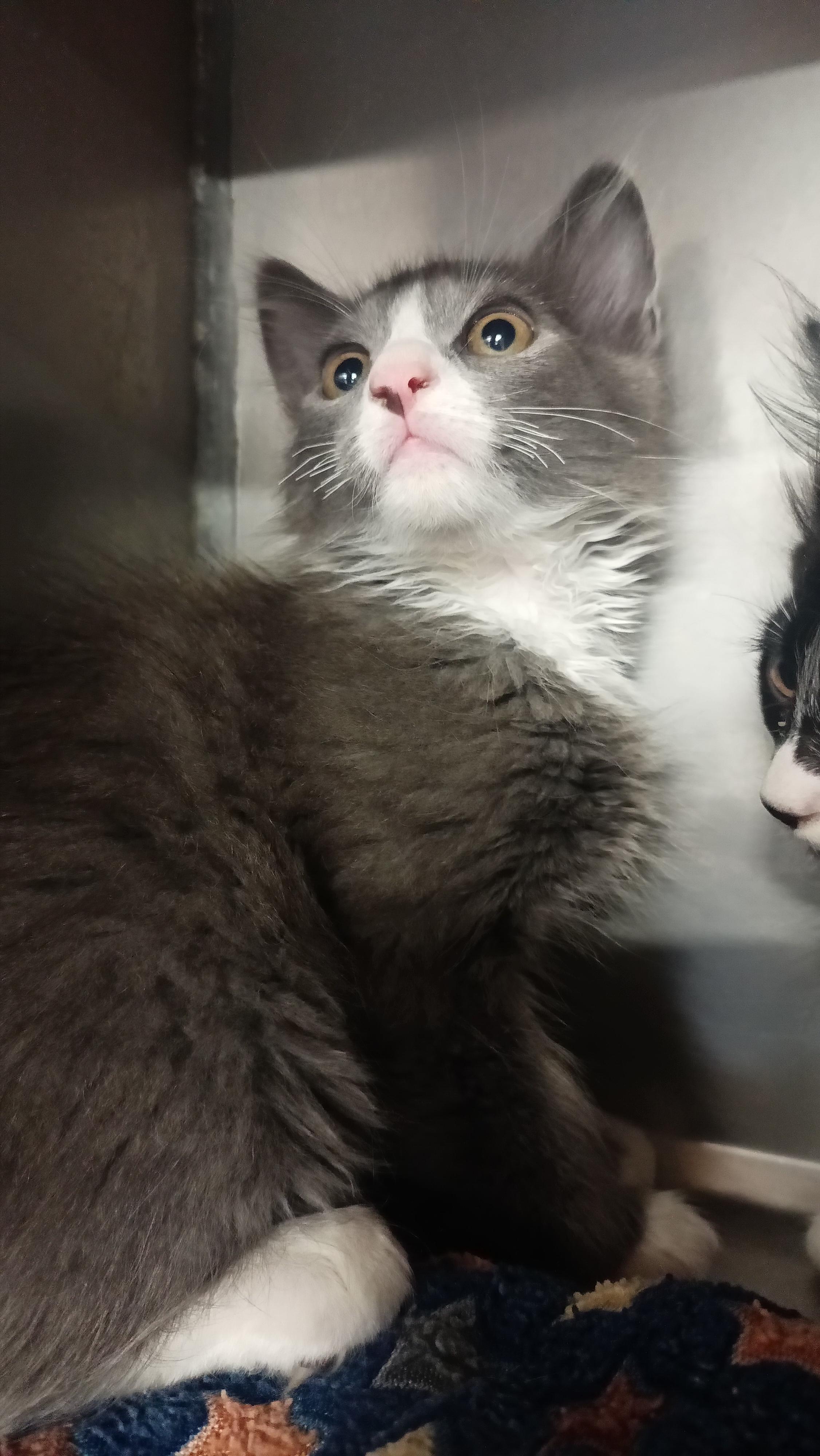 Percocet, Adoptable, Kitten Male Domestic Long Hair.