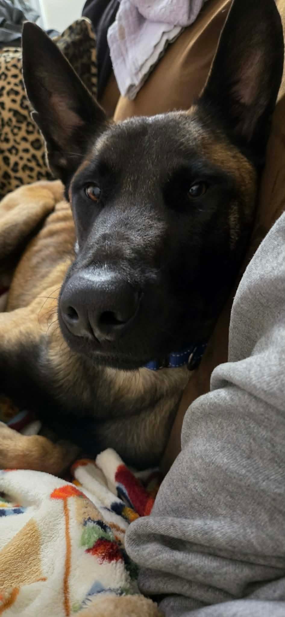 Enlarge Buddy, a Adoptable mixed breed in Westwood, NJ image 5/5