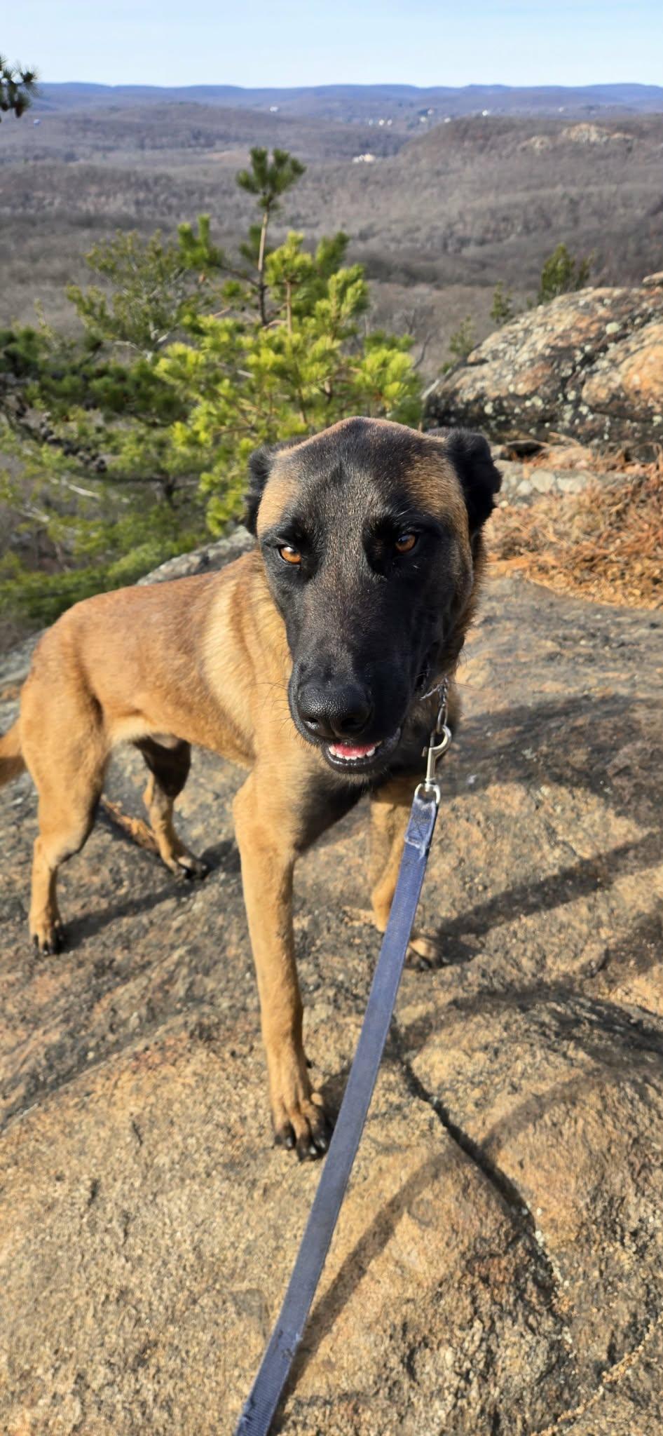 Enlarge Buddy, a Adoptable mixed breed in Westwood, NJ image 2/5