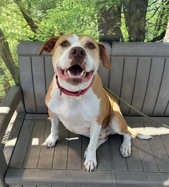 Marley, a ADOPTABLE Pit Bull Terrier in Phoenix, OR image 2/5