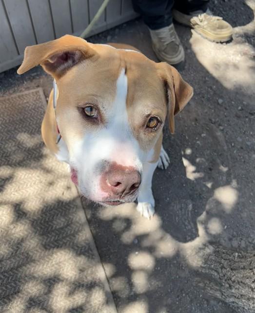 Marley, a ADOPTABLE Pit Bull Terrier in Phoenix, OR image 5/5