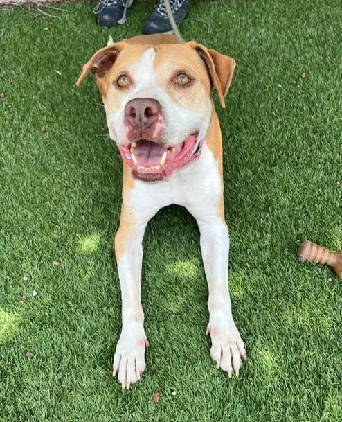 Marley, a ADOPTABLE Pit Bull Terrier in Phoenix, OR image 6/6