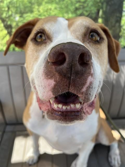 Marley, a ADOPTABLE Pit Bull Terrier in Phoenix, OR image 4/5