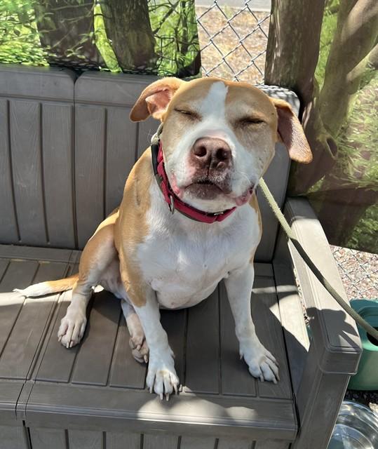Marley, a ADOPTABLE Pit Bull Terrier in Phoenix, OR image 3/5