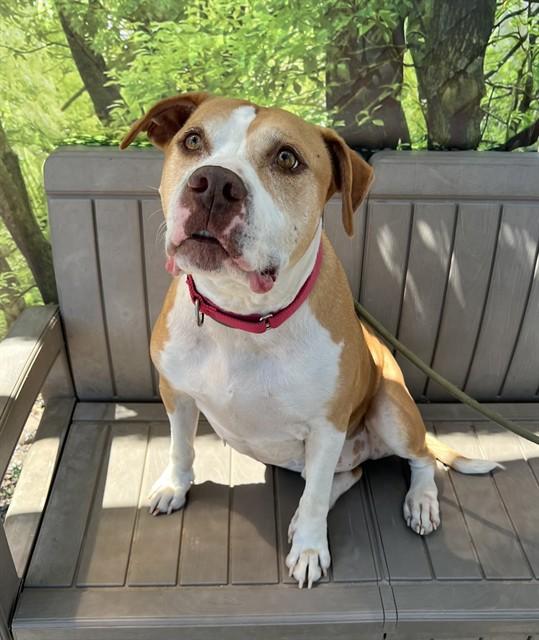 Marley, ADOPTABLE, Senior Male Pit Bull Terrier.