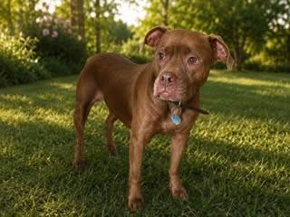 Enlarge Millie & Lulu - 2 Bonded Seniors looking for their final Home, a Adoptable mixed breed in Newton, NJ image 3/4