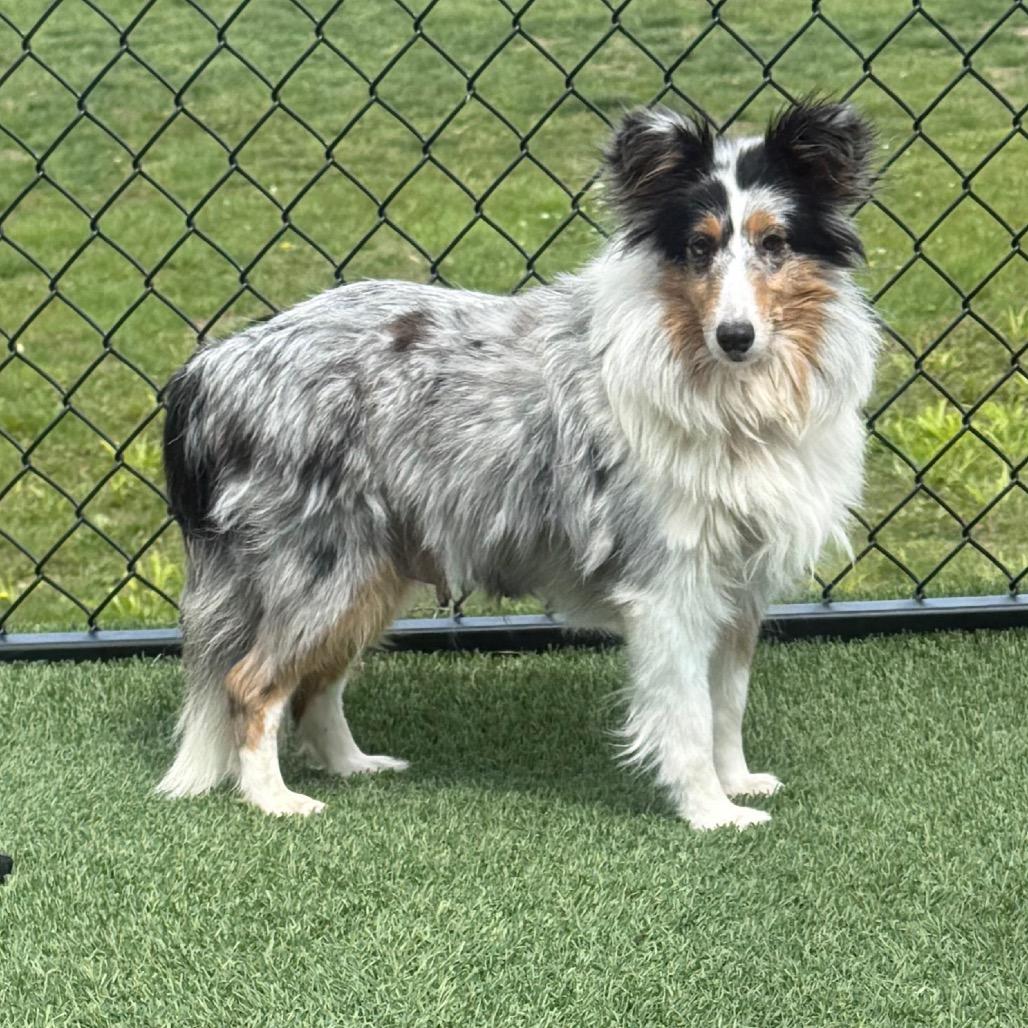 Elsie, ADOPTABLE, Adult Female Shetland Sheepdog / Sheltie.