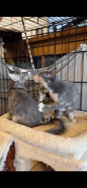 Enlarge Mars, a ADOPTABLE mixed breed in Mesa, AZ image 3/4