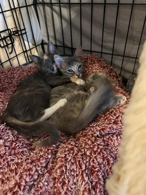 Enlarge Mars, a ADOPTABLE mixed breed in Mesa, AZ image 4/4