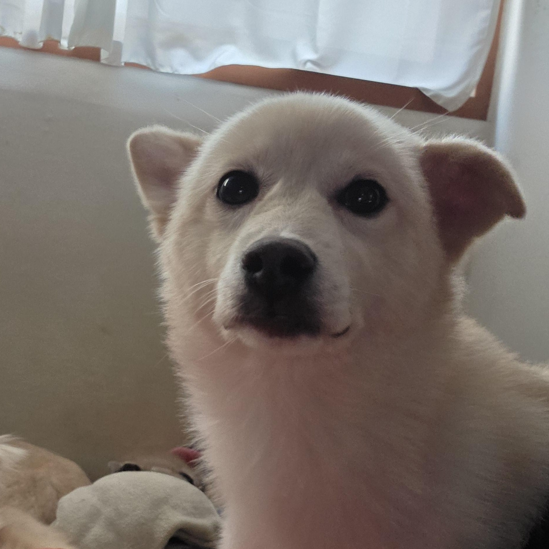 Booboo, a Adoptable mixed breed in Manchester , NH image 3/5