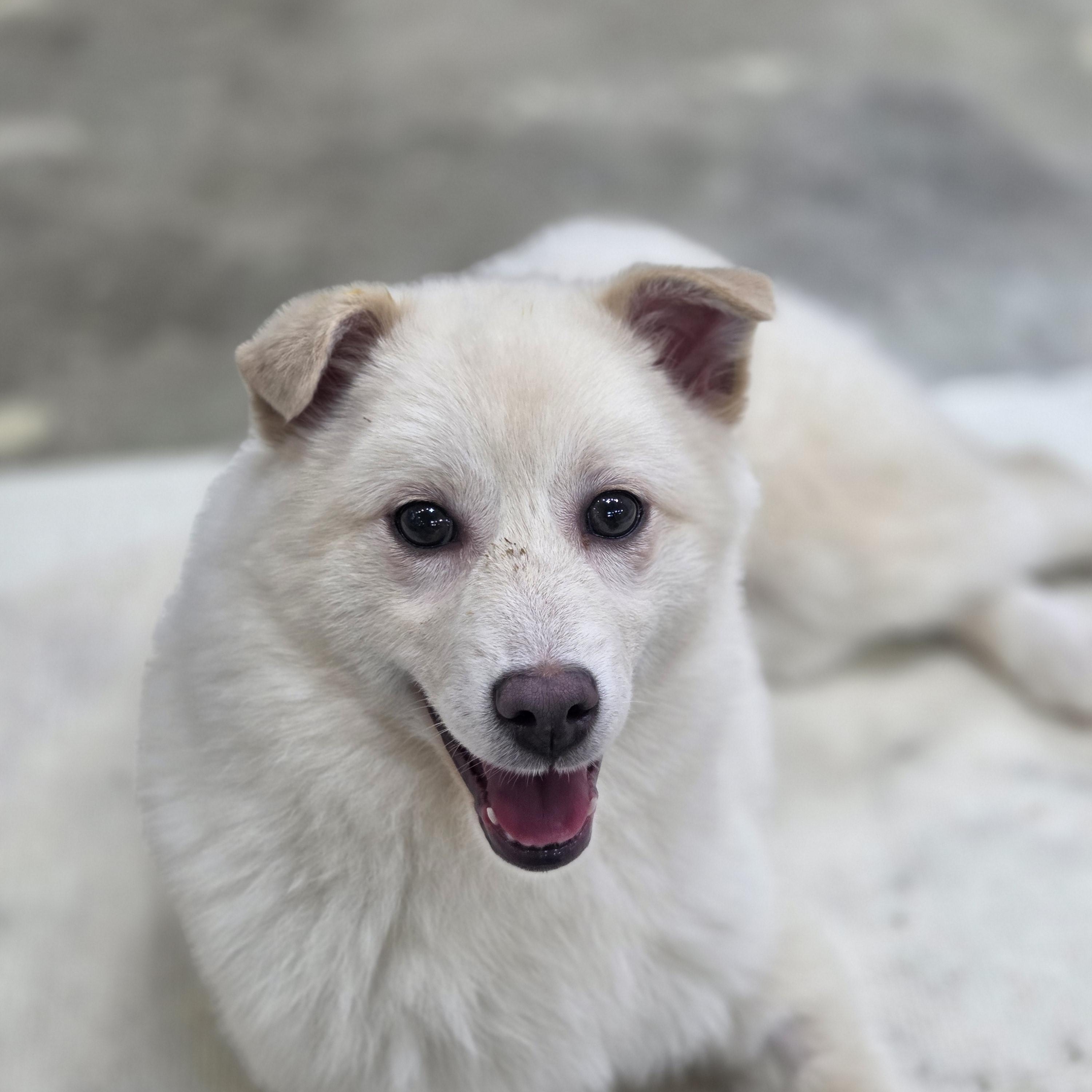 Booboo, a Adoptable mixed breed in Manchester , NH image 5/5