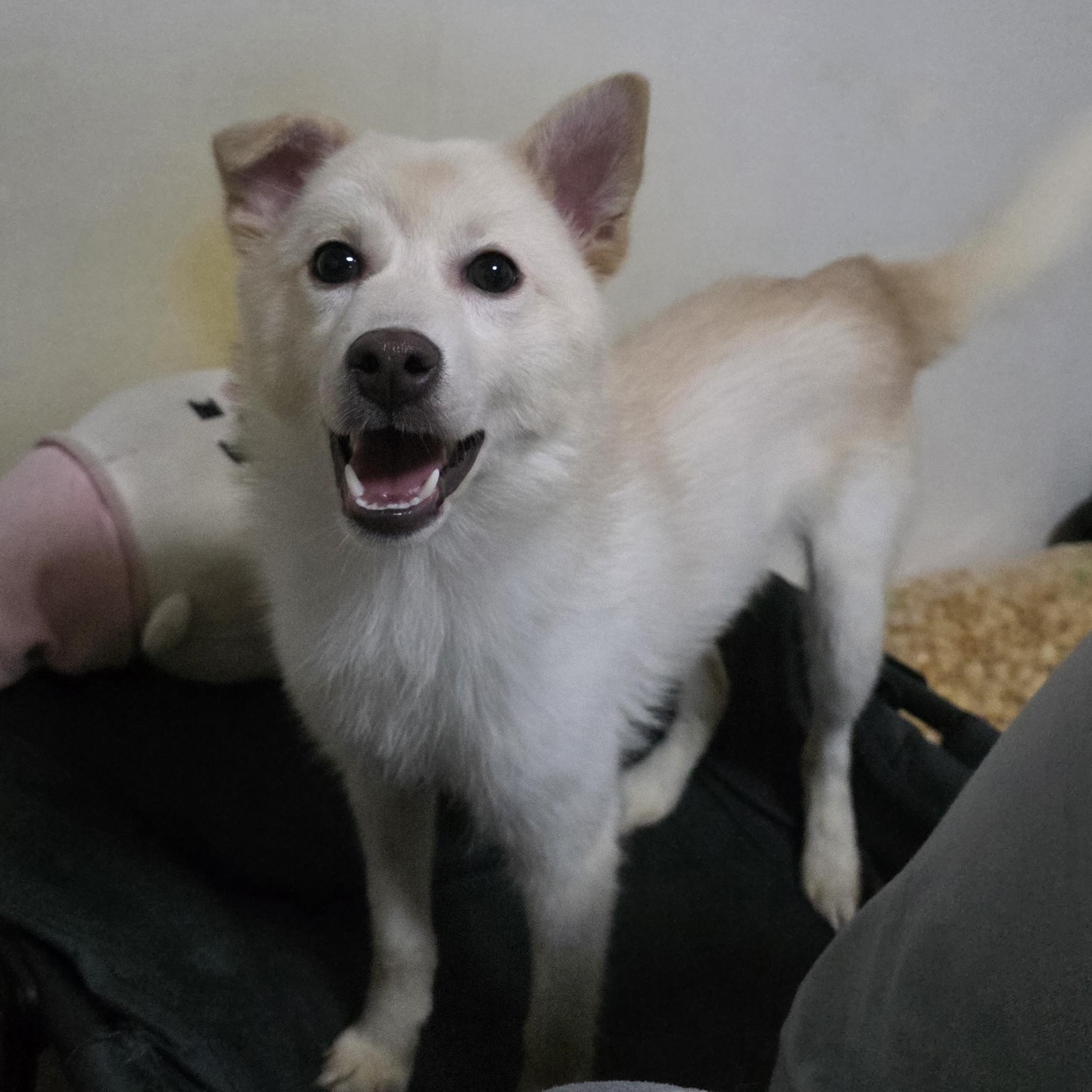 Booboo, a Adoptable mixed breed in Manchester , NH image 2/5