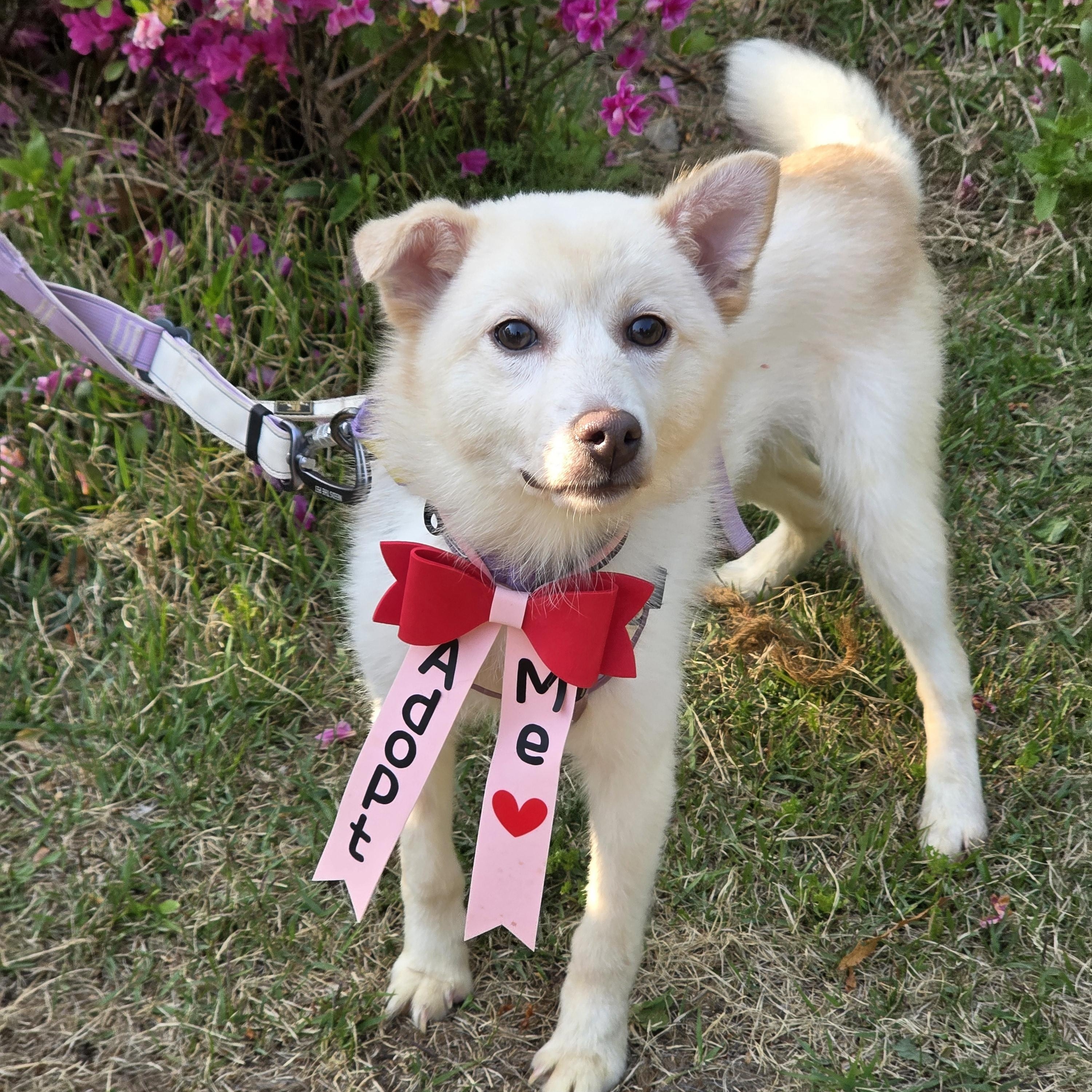Booboo, Adoptable, Young Female Jindo & Terrier.