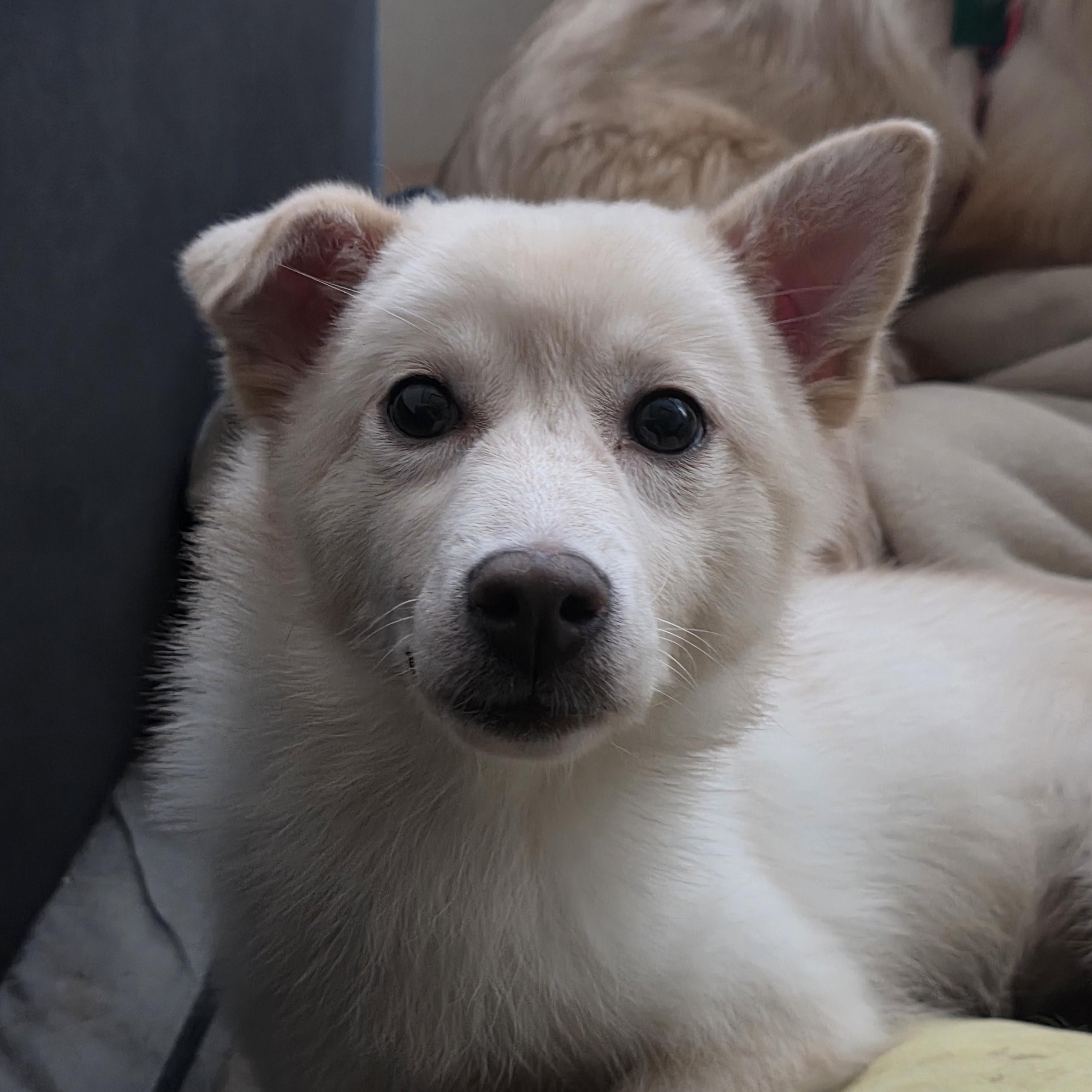 Booboo, a Adoptable mixed breed in Manchester , NH image 4/5