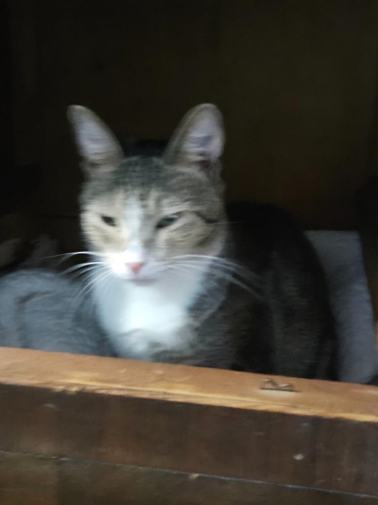 Daisy from Mickleton, Adoptable, Young Female Domestic Short Hair.